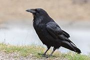 Legend of the ravens