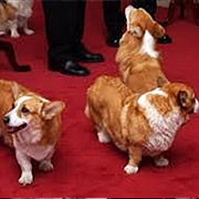 The Queens Corgis