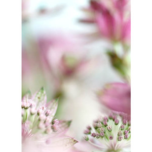 Astrantia III Fine Art Print by Celia Henderson LRPS