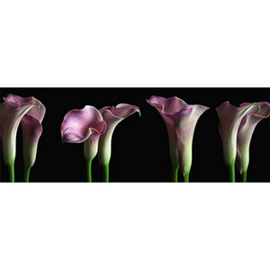 Cala Lillies Fine Art Print by Celia Henderson LRPS