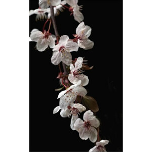Cherry Blossom Cascade Fine Art Print by Celia Henderson LRPS