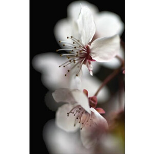 Cherry Blossom Time Fine Art Print by Celia Henderson  LRPS