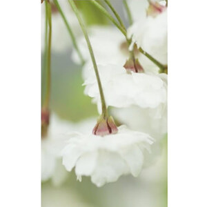 Cherry Blossom Fine Art Print by Celia Henderson LRPS