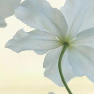Clematis III Fine Art Print by Celia Henderson