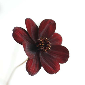 Chocomocha Cosmos Fine Art Print by Celia Henderson LRPS