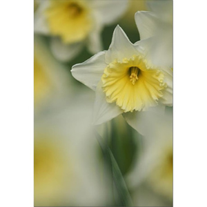 Daffodils Spring Time Fine Art Print by Celia Henderson LRPS