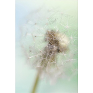 Dandelion Seed Head Fine Art Print by Celia Henderson LRPS