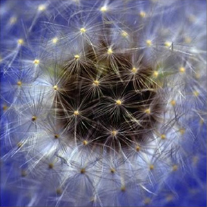 Dandelion Blossom Fine Art Print by Celia Henderson LRPS