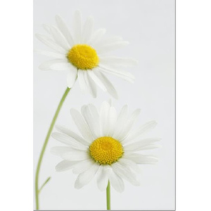 Daisy Daisy Fine Art Print by Celia Henderson LRPS