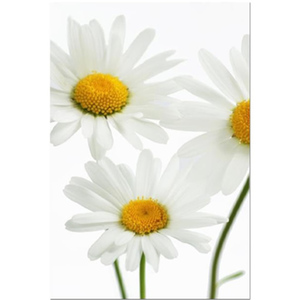 Summer Daisies Stretched Canvas by Celia Henderson LRPS