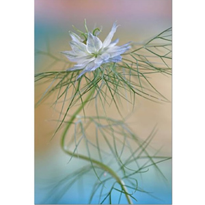 Love in the Mist Balancing Act Stretched Canvas by Celia Henderson LRPS