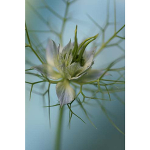 Love in the Mist Blue Mist Stretched Canvas by Celia Henderson LRPS