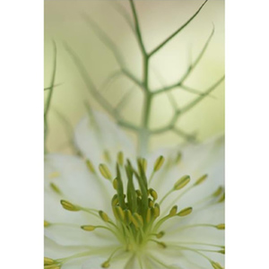 Love in the Mist In the Mist Stretched Canvas by Celia Henderson  LRPS