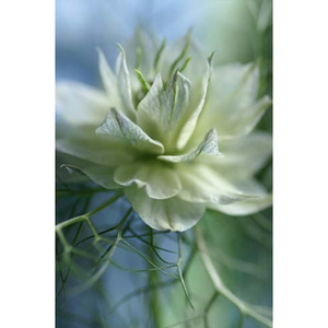 Love in the Mist Pherenice Stretched Canvas by Celia Henderson LRPS