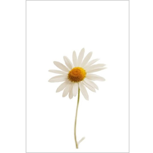 Daisy Fine Art Print by Celia Henderson