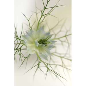 Love in the Mist Dreamcatcher I Stretched Canvas by Celia Henderson LRPS
