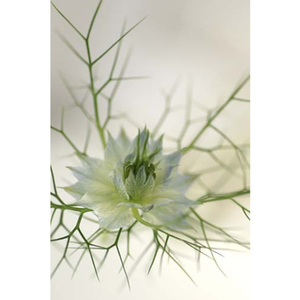 Love in the Mist Dreamcatcher II Stretched Canvas by Celia Henderson LRPS