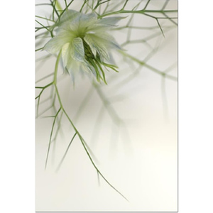 Love in the Mist Dreamcatcher III Stretched Canvas by Celia Henderson LRPS