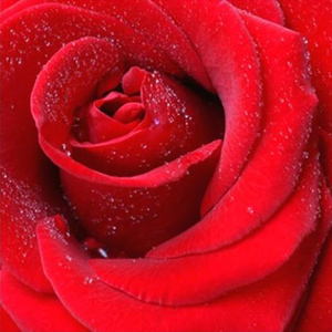 Celia Henderson Rose Perfection Stretched Canvas