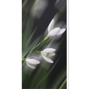 Celia Henderson Snowdrops Three Graces Stretched Canvas