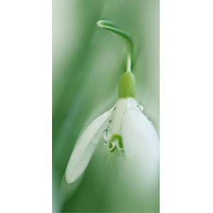 Celia Henderson Snowdrops Whisper In the Wind Fine Art Print