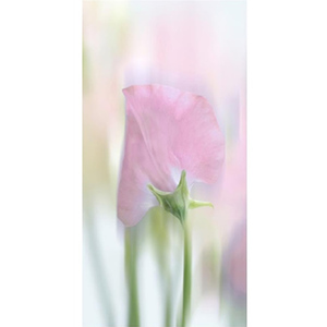 Celia Henderson Sweet Pea Oxford Pink Fine Art Print