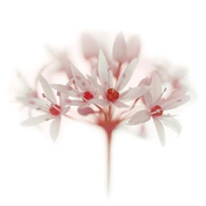 Celia Henderson Wild Garlic Red Stretched Canvas