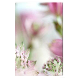 Astrantia III - Stretched Canvas by Celia Henderson LRPS