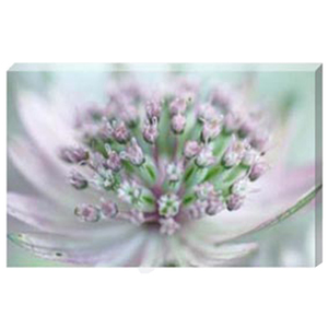 Astrantia IV - Stretched Canvas by Celia Henderson LRPS