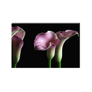 Cala Lillies Stretched Canvas by Celia Henderson LRPS