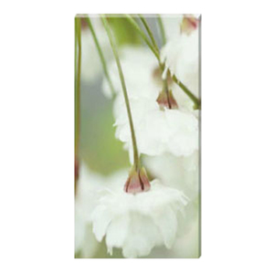 Cherry Blossom Stretched Canvas by Celia Henderson LRPS