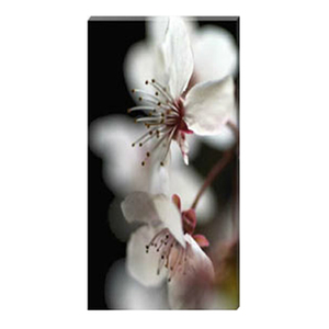  Cherry Blossom Time Stretched Canvas by Celia Henderson LRPS