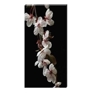  Cherry Blossom Cascade Stretched Canvas by Celia Henderson LRPS