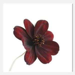 Chocomocha Cosmos Stretched Canvas by Celia Henderson LRPS