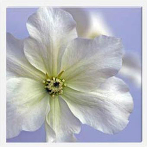 Clematis II Stretched Canvas by Celia Henderson