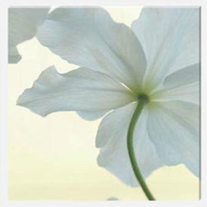 Clematis III Stretched Canvas by Celia Henderson