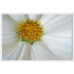 Cosmos Party Skirt - Stretched Canvas by Celia Henderson LRPS