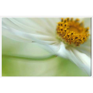 Cosmos Swish Stretched Canvas by Celia Henderson LRPS