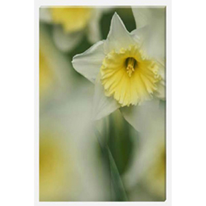  Daffodils Spring Time Stretched Canvas by Celia Henderson LRPS
