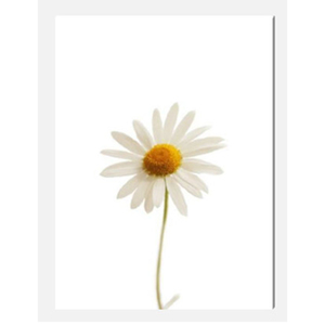 Daisy Stretched Canvas by Celia Henderson LRPS