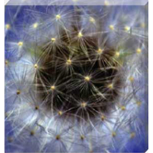 Dandelion Blossom Stretched Canvas by Celia Henderson LRPS
