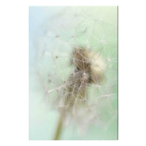 Dandelion Seed Head Stretched Canvas by Celia Henderson LRPS