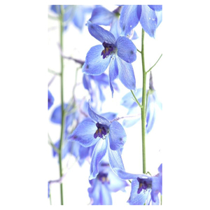 Delphinium III Fine Art Print by Celia Henderson LRPS