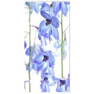 Delphinium III Stretched Canvas by Celia Henderson LRPS