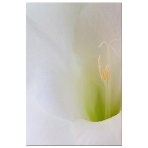 Gladioli Flute Fine Art Print by Celia Henderson LRPS