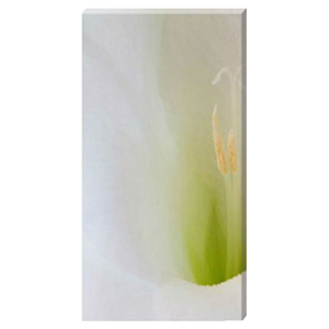 Gladioli Flute Stretched Canvas by Celia Henderson LRPS