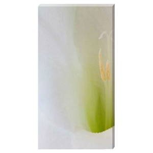 Gladioli Flute Stretched Canvas by Celia Henderson LRPS