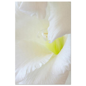 Gladioli Tissue Paper Fine Art Print by Celia Henderson LRPS