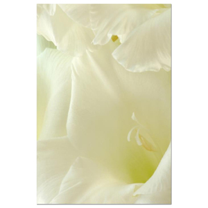 Gladioli White Linen Fine Art Print by Celia Henderson LRPS