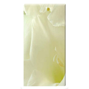  Gladioli White Linen Stretched Canvas by Celia Henderson LRPS
